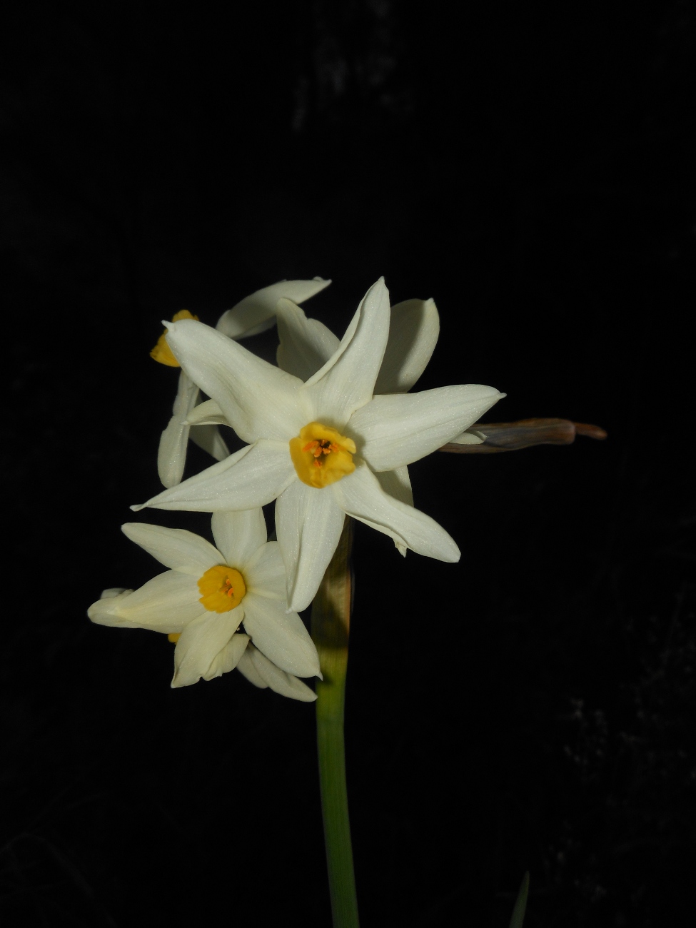 Narcissus tazetta L. subsp. italicus (Ker Gawl.) Baker